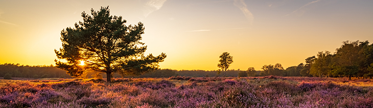 De Veluwe