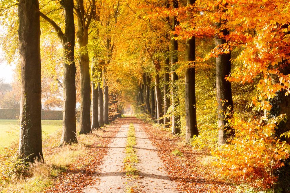 dreamstime xl 69406131 veluwe herfst