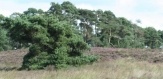 Hotelarrangement in natuurgebied de Veluwe