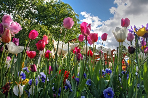 Keukenhof