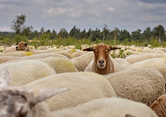 Even weg op de Veluwe