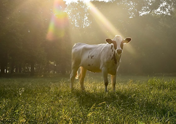 Natuur in Salland 