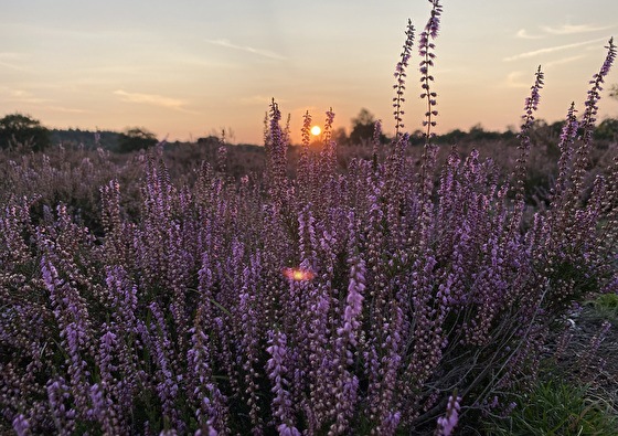 Vakantiepark Vrijrijck | Midweek terug naar de natuur!