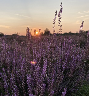 Vakantiepark Vrijrijck | Week terug naar de natuur!