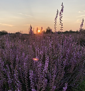 Vakantiepark Vrijrijck | Weekend terug naar de natuur!