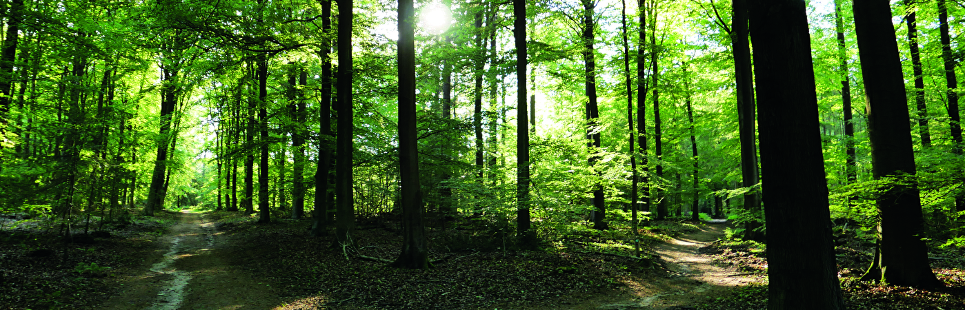 Vlindervallei bos natuur